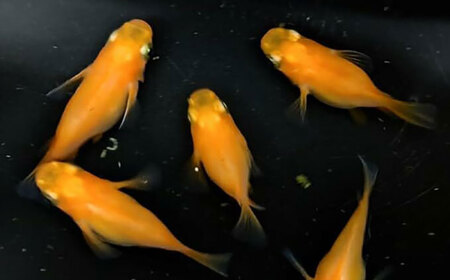 改良メダカ 5匹（初恋ダルマ） めだか[AEAK006]