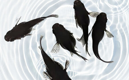 改良メダカ 5匹（ダルマメダカ） めだか[AEAK007]