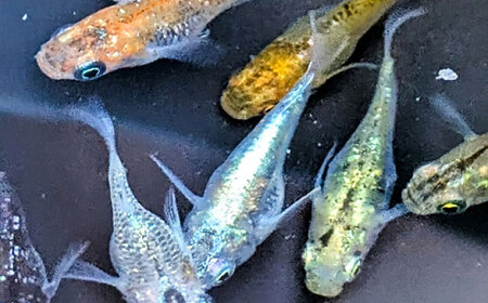 改良メダカ 5匹（ラメ系ダルマメダカ） めだか[AEAK008]