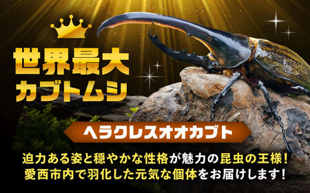 【先行予約】ヘラクレスオオカブト 成虫ペア 飼育セット【配達不可：北海道・沖縄・離島】[AEDD001]