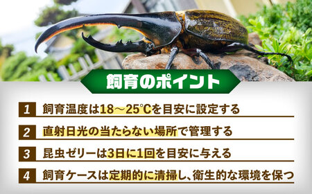 【先行予約】ヘラクレスオオカブト 成虫ペア 飼育セット【配達不可：北海道・沖縄・離島】[AEDD001]