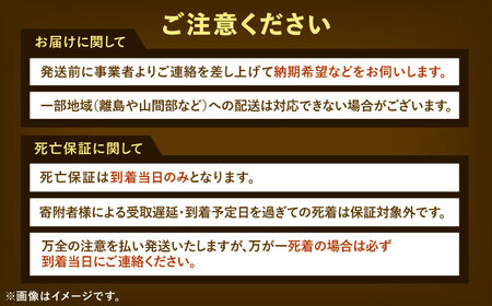 【先行予約】ヘラクレスオオカブト 成虫ペア 飼育セット【配達不可：北海道・沖縄・離島】[AEDD001]