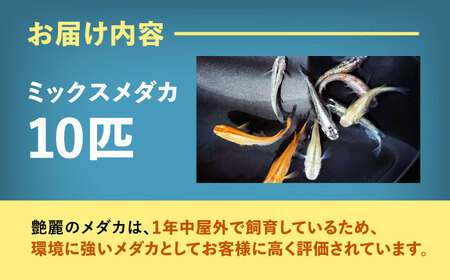 【配送不可地域：北海道・沖縄・離島】ミックスメダカ 10匹 愛西市 / 艶麗[AEDD006]