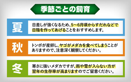 【配送不可地域：北海道・沖縄・離島】ミックスメダカ 10匹 愛西市 / 艶麗[AEDD006]