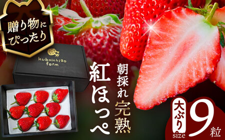 【12月より順次発送】 紅ほっぺ 9粒 いちご 苺 イチゴ【配達不可：北海道・沖縄・離島】 / くぼ苺農園[AECJ008]