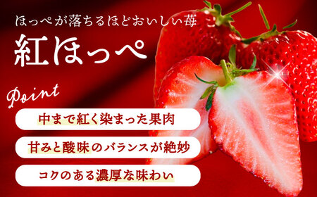 【12月より順次発送】 紅ほっぺ 9粒 いちご 苺 イチゴ【配達不可：北海道・沖縄・離島】 / くぼ苺農園[AECJ008]