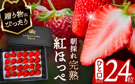 【先行予約】 ＼毎年12月より順次発送／ 紅ほっぺ 24粒 いちご 果物 フルーツ 愛西市 / くぼ苺農園 【配達不可：北海道・沖縄・離島】[AECJ010]