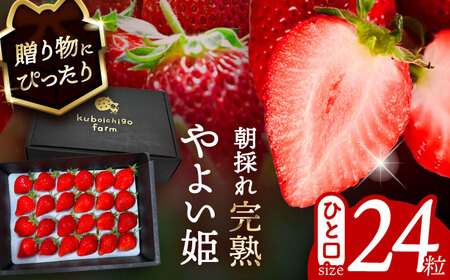 【12月より順次発送】 やよい姫 24粒 いちご 苺 イチゴ【配達不可：北海道・沖縄・離島】 / くぼ苺農園[AECJ014]