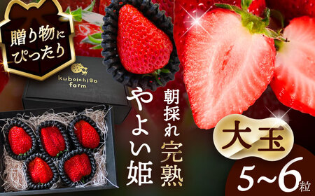 【12月より順次発送】 大玉 やよい姫 5-6粒 いちご 苺 イチゴ【配達不可：北海道・沖縄・離島】 / くぼ苺農園[AECJ015]
