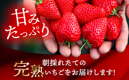 【12月より順次発送】 大玉 やよい姫 5-6粒 いちご 苺 イチゴ【配達不可：北海道・沖縄・離島】 / くぼ苺農園[AECJ015]