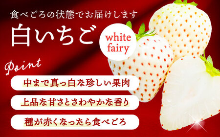 【先行予約】【1月より順次発送】 白いちご White Fairy 9粒 いちご 苺 イチゴ【配達不可：北海道・沖縄・離島】 / くぼ苺農園[AECJ016]