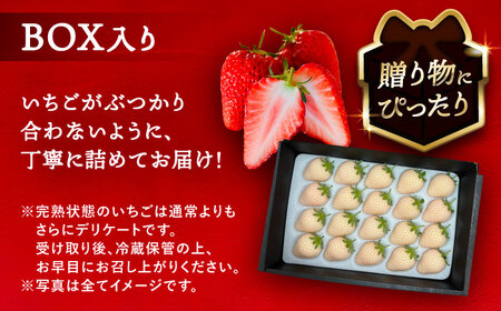 【先行予約】【1月より順次発送】 白いちご White Fairy 20粒 いちご 苺 イチゴ【配達不可：北海道・沖縄・離島】 / くぼ苺農園[AECJ017]