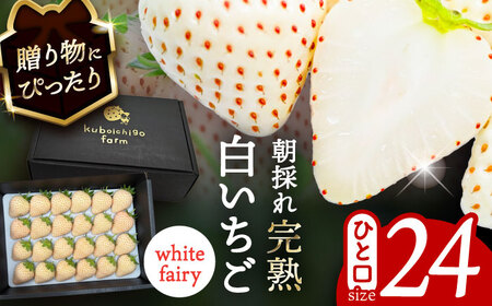 【先行予約】【1月より順次発送】 白いちご White Fairy 24粒 いちご 苺 イチゴ【配達不可：北海道・沖縄・離島】 / くぼ苺農園[AECJ018]