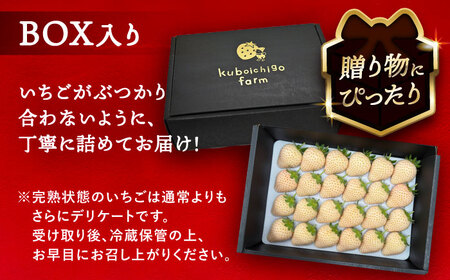 【先行予約】【1月より順次発送】 白いちご White Fairy 24粒 いちご 苺 イチゴ【配達不可：北海道・沖縄・離島】 / くぼ苺農園[AECJ018]