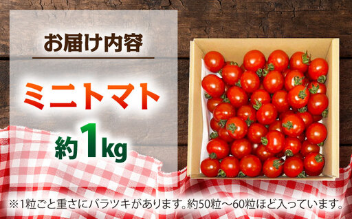 ミニトマト 1kg 野菜 トマト 愛西市 / ながたファーム[AEDT001]