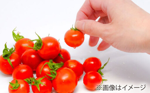 ミニトマト 1kg 野菜 トマト 愛西市 / ながたファーム[AEDT001]