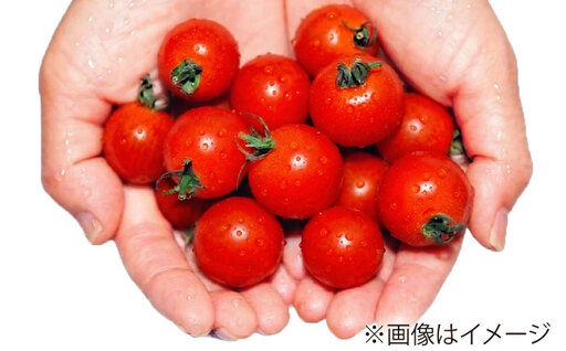 ミニトマト 1kg 野菜 トマト 愛西市 / ながたファーム[AEDT001]