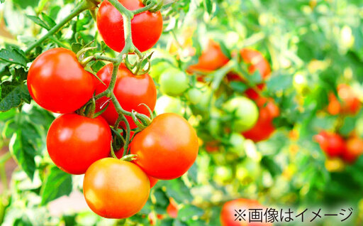 ミニトマト 1kg 野菜 トマト 愛西市 / ながたファーム[AEDT001]