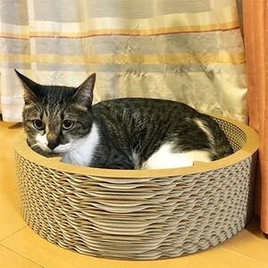 ダンボールねこちぐら【1101529】