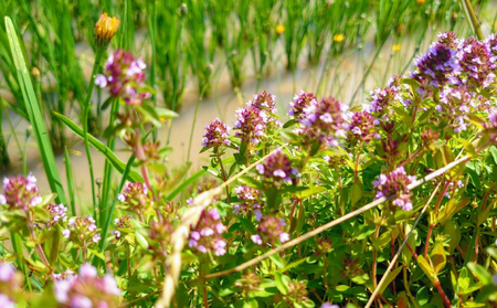 ［先行予約/11月発送開始］ハーブと育った省農薬の特別栽培もち米「風の子もち」5kg×1【北海道美深町】長谷川農園 【 もち もち米 餅 餅米 】 