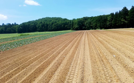 北海道 美深産 とろける甘さの「恋するマロン」冷凍 カットかぼちゃ 5kg(500g×10袋)農の彩北おんねない［KI農園］【 野菜 南瓜 かぼちゃ 栗かぼちゃ カボチャ 惣菜 おかず 】