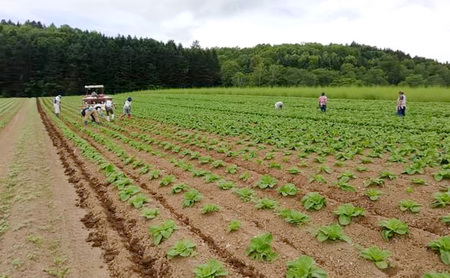 北海道 美深産 とろける甘さの「恋するマロン」冷凍 カットかぼちゃ 5kg(500g×10袋)農の彩北おんねない［KI農園］【 野菜 南瓜 かぼちゃ 栗かぼちゃ カボチャ 惣菜 おかず 】