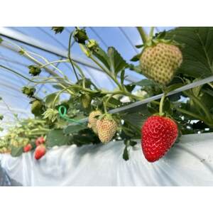 【産直】完熟よつぼし『四重奏』　愛知県みよし市　4パック(約1kg)【配送不可地域：離島・北海道・沖縄県】【1369815】