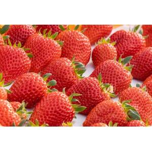 【産直】完熟よつぼし『四重奏プレミアム』　愛知県みよし市　【配送不可地域：離島・北海道・沖縄県】【1284759】