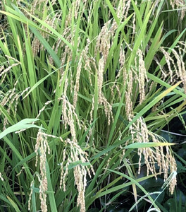 あぐりん村の令和7年度産 愛知県長久手市産「あいちのかおり」精米5kg |長久手市 あぐりん村 長久手産 あいちのかおり 精米5kg ブランド米 人気 おすすめ ギフト プレゼント お取り寄せ 通販 送料無料 ふるさと納税