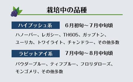 【時間無制限・食べ放題】ブルーベリー狩り入園チケットおとな１枚