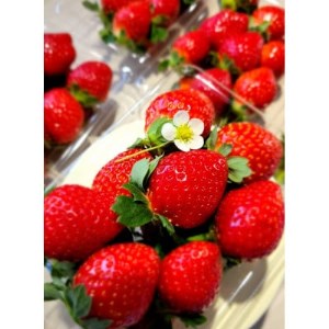 愛知県東郷町いちご農園で育ったおいしいイチゴで作ったイチゴジャム【1280153】