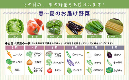 【3ヶ月定期便】今が旬！お野菜の詰め合わせセット No.215