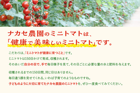 【先行予約】農園直送 つぶより ミニトマト 3kg入り│トマト プチトマト 甘い 野菜 産地直送 愛知県 東浦町