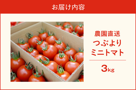 【先行予約】農園直送 つぶより ミニトマト 3kg入り│トマト プチトマト 甘い 野菜 産地直送 愛知県 東浦町