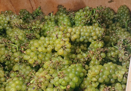 白ワイン・微発泡白ワイン飲み比べ2本セット Chardonnay2023「爽」750ml＆Chardonnay2023「ペティアン」各750ml｜ワイン スパークリング 飲み比べ シャルドネ 無添加 無濾過 国産 日本ワイン 愛知県 東浦町