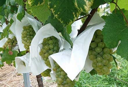 白ワイン・微発泡白ワイン飲み比べ2本セット Chardonnay2023「爽」750ml＆Chardonnay2023「ペティアン」各750ml｜ワイン スパークリング 飲み比べ シャルドネ 無添加 無濾過 国産 日本ワイン 愛知県 東浦町