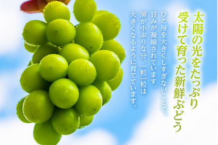 【先行予約】<2026年発送>東浦町産シャインマスカット 1kg(2~3房)│ぶどう ブドウ マスカット 葡萄 フルーツ 果物 新鮮 農家直送 フレッシュ デザート おやつ 種なし 皮ごと 愛知県 東浦町