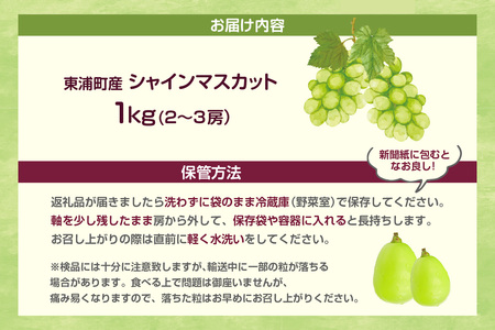 【先行予約】<2026年発送>東浦町産シャインマスカット 1kg(2~3房)│ぶどう ブドウ マスカット 葡萄 フルーツ 果物 新鮮 農家直送 フレッシュ デザート おやつ 種なし 皮ごと 愛知県 東浦町