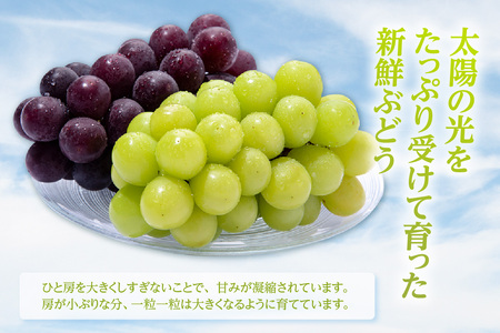 【先行予約】<2026年発送>東浦町産 種なし巨峰&シャインマスカット詰め合わせ 約2kg(5~6房)│ぶどう ブドウ マスカット 葡萄 巨峰 種なし 種無し シャインマスカット 高級 フルーツ 果物 新鮮 農家直送 フレッシュ デザート おやつ 種なし 皮ごと 愛知県 東浦町