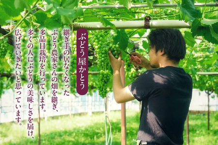 【先行予約】<2026年発送>東浦町産 種なし巨峰&シャインマスカット詰め合わせ 約2kg(5~6房)│ぶどう ブドウ マスカット 葡萄 巨峰 種なし 種無し シャインマスカット 高級 フルーツ 果物 新鮮 農家直送 フレッシュ デザート おやつ 種なし 皮ごと 愛知県 東浦町