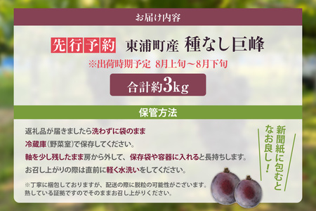 【先行予約】【2026年8月発送】東浦町産 種なし巨峰・約3kg(2kg+1kg!)【みっちゃんぶどう園】