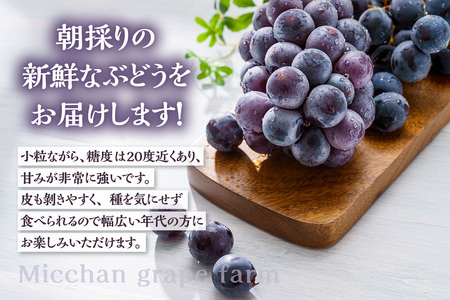 【先行予約】【2026年8月発送】東浦町産 種なし巨峰・約5kg(3kg+2kg!)【みっちゃんぶどう園】