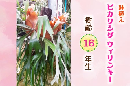 ビカクシダ ウィリンキー (鉢植え) 樹齢16年生 [0474] | 愛知県東浦町