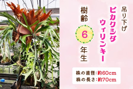 ビカクシダ ウィリンキー (吊り下げ) 樹齢6年生 (株の直径：約60cm／株 ...