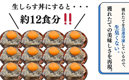 生しらす お刺身 1.2kg 小分け 岬だより 生しらす刺し身