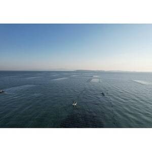 日間賀島 焼き海苔 20枚 × 3袋 半切り 一番摘み のり 海苔 焼きのり おかず お供 海藻 ご飯 ごはん 料理 人気 焼き海苔