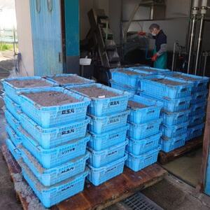 日間賀島 しらす 720g ( 60g×12 パック ) 小分け 冷凍 使い切り 愛知県 南知多町 ご飯 ごはん パスタ ピザ シラス