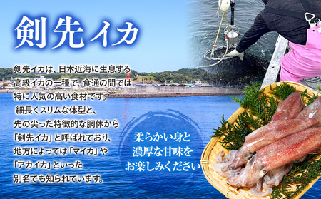 剣先イカ 3袋 小分け 冷凍 アカイカ 刺身 ケンサキイカ ふらい にもの イカ 料理 おかず 天ぷら フライ 愛知県 愛知県産 イカ