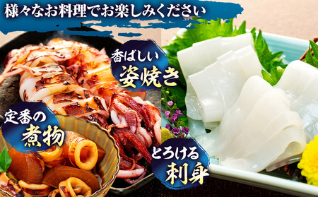 剣先イカ 3袋 小分け 冷凍 アカイカ 刺身 ケンサキイカ ふらい にもの イカ 料理 おかず 天ぷら フライ 愛知県 愛知県産 イカ