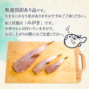 サバフグ むき身 2kg (500g×4パック) 小分け 訳あり不揃い